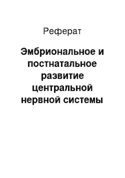 Реферат: Эмбриональное и постнатальное развитие центральной нервной системы