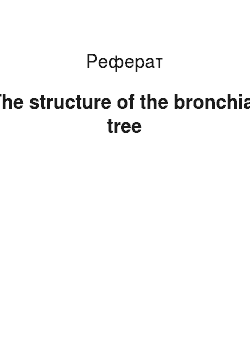 Реферат: The structure of the bronchial tree