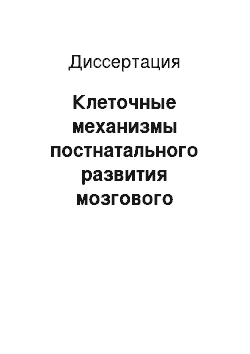 Диссертация: Клеточные механизмы постнатального развития мозгового вещества надпочечника