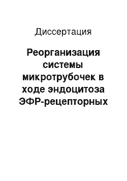 Диссертация: Реорганизация системы микротрубочек в ходе эндоцитоза ЭФР-рецепторных комплексов в интерфазных клетках