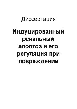 Диссертация: Индуцированный ренальный апоптоз и его регуляция при повреждении почки