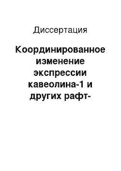 Диссертация: Координированное изменение экспрессии кавеолина-1 и других рафт-образующих белков в опухолевых клетках человека