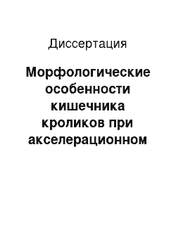 Диссертация: Морфологические особенности кишечника кроликов при акселерационном выращивании