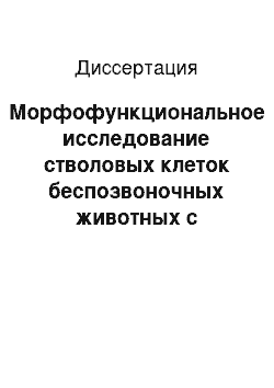 Диссертация: Морфофункциональное исследование стволовых клеток беспозвоночных животных с репродуктивной стратегией, включающей бесполое размножение