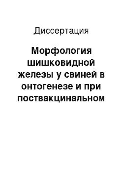 Диссертация: Морфология шишковидной железы у свиней в онтогенезе и при поствакцинальном стрессе