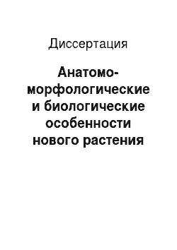 Диссертация: Анатомо-морфологические и биологические особенности нового растения для Астраханской области лофанта анисового