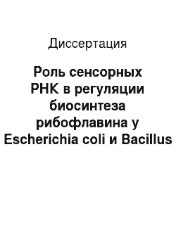 Диссертация: Роль сенсорных РНК в регуляции биосинтеза рибофлавина у Escherichia coli и Bacillus subtilis