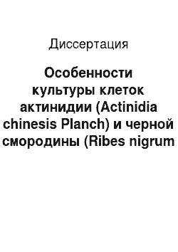 Диссертация: Особенности культуры клеток актинидии (Actinidia chinesis Planch) и черной смородины (Ribes nigrum L.) in vitro