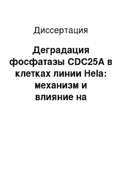 Диссертация: Деградация фосфатазы CDC25A в клетках линии Hela: механизм и влияние на клеточный цикл