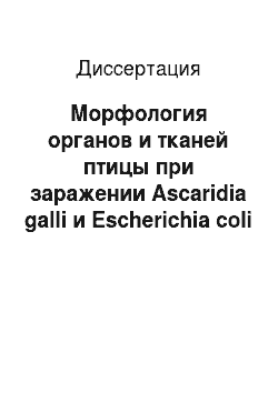 Диссертация: Морфология органов и тканей птицы при заражении Ascaridia galli и Escherichia coli