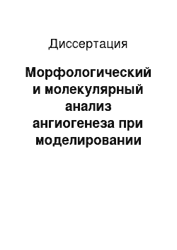 Диссертация: Морфологический и молекулярный анализ ангиогенеза при моделировании ишемии и реваскуляризации миокарда