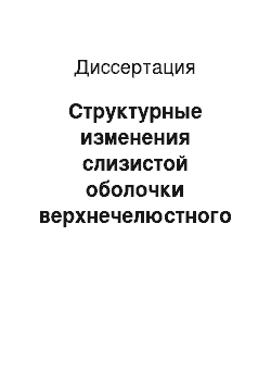 Диссертация: Структурные изменения слизистой оболочки верхнечелюстного синуса при его механической травме (экспериментальное исследование)