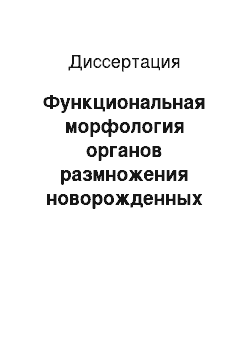 Диссертация: Функциональная морфология органов размножения новорожденных телок в норме и при патологии