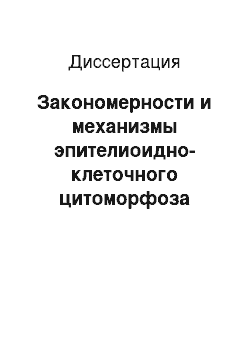 Диссертация: Закономерности и механизмы эпителиоидно-клеточного цитоморфоза