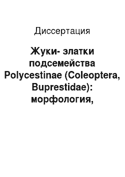 Диссертация: Жуки-златки подсемейства Polycestinae (Coleoptera, Buprestidae): морфология, филогения, классификация