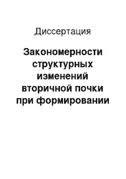 Диссертация: Закономерности структурных изменений вторичной почки при формировании типовых реакций на внешние воздействия