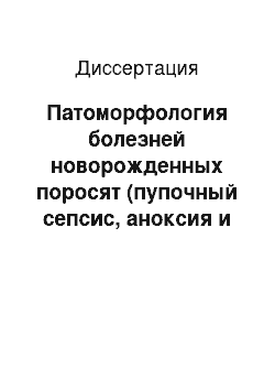 Диссертация: Патоморфология болезней новорожденных поросят (пупочный сепсис, аноксия и родовая травма) в промышленных комплексах