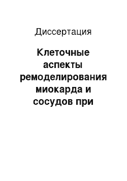 Диссертация: Клеточные аспекты ремоделирования миокарда и сосудов при гипертонической болезни (ГБ)