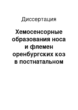 Диссертация: Хемосенсорные образования носа и флемен оренбургских коз в постнатальном онтогенезе