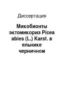 Диссертация: Микобионты эктомикориз Picea abies (L.) Karst. в ельнике черничном Ленинградской области