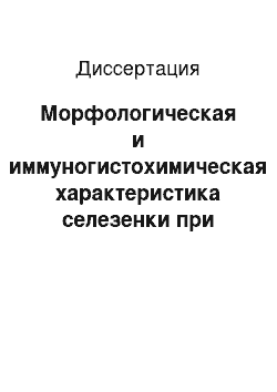 Диссертация: Морфологическая и иммуногистохимическая характеристика селезенки при хроническом стрессе в раннем постнатальном онтогенезе