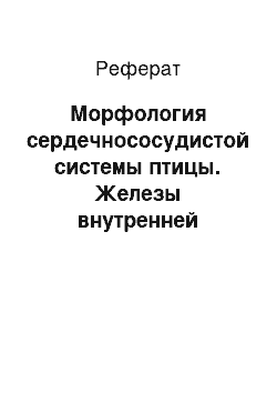 Реферат: Морфология сердечнососудистой системы птицы. Железы внутренней секреции