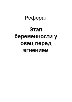 Реферат: Этап беременности у овец перед ягнением