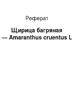 Реферат: Щирица багряная — Amaranthus cruentus L