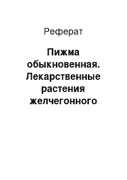 Реферат: Пижма обыкновенная. Лекарственные растения желчегонного действия