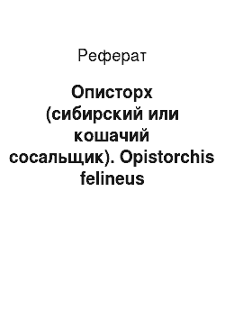 Реферат: Описторх (сибирский или кошачий сосальщик). Opistorchis felineus