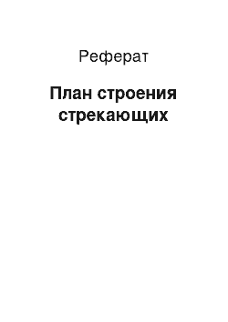 Реферат: План строения стрекающих