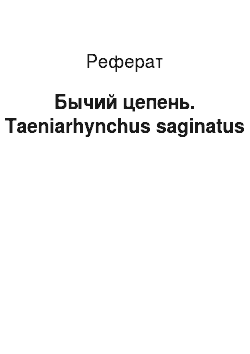 Реферат: Бычий цепень. Taeniarhynchus saginatus