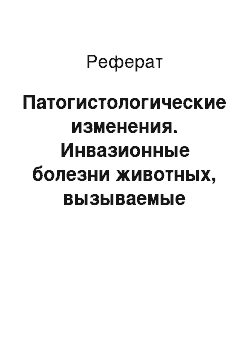 Реферат: Патогистологические изменения. Инвазионные болезни животных, вызываемые нематодами и трематодами