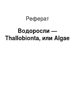 Реферат: Водоросли — Thallobionta, или Algae