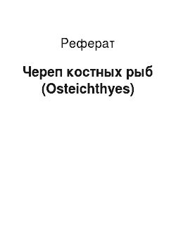 Реферат: Череп костных рыб (Osteichthyes)