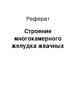 Реферат: Строение многокамерного желудка жвачных