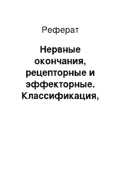 Реферат: Нервные окончания, рецепторные и эффекторные. Классификация, строение