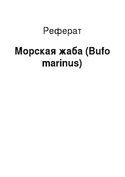 Реферат: Морская жаба (Bufo marinus)