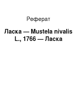 Реферат: Ласка — Mustela nivalis L., 1766 — Ласка