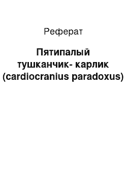 Реферат: Пятипалый тушканчик-карлик (cardiocranius paradoxus)