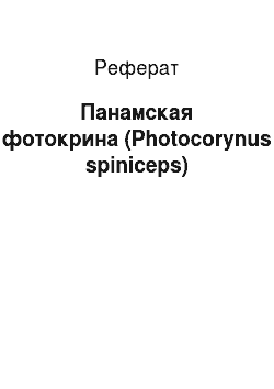Реферат: Панамская фотокрина (Photocorynus spiniceps)