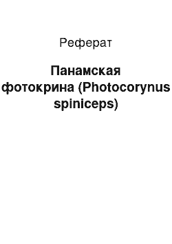 Реферат: Панамская фотокрина (Photocorynus spiniceps)