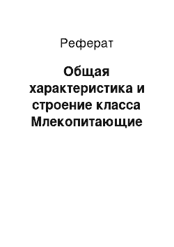 Реферат: Общая характеристика и строение класса Млекопитающие