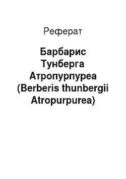Реферат: Барбарис Тунберга Атропурпуреа (Berberis thunbergii Atropurpurea)