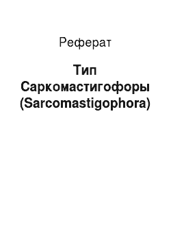 Реферат: Тип Саркомастигофоры (Sarcomastigophora)