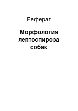 Реферат: Морфология лептоспироза собак