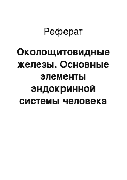 Реферат: Околощитовидные железы. Основные элементы эндокринной системы человека