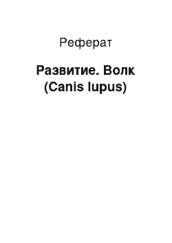 Реферат: Развитие. Волк (Canis lupus)