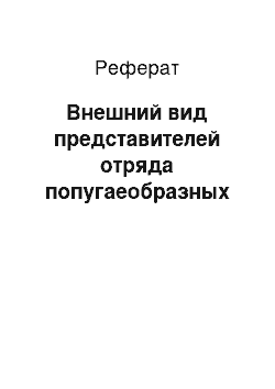 Реферат: Внешний вид представителей отряда попугаеобразных