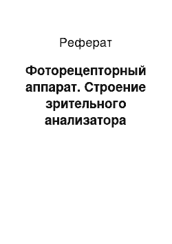 Реферат: Фоторецепторный аппарат. Строение зрительного анализатора